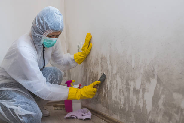 Best Mold Damage Repair  in Morris, AL