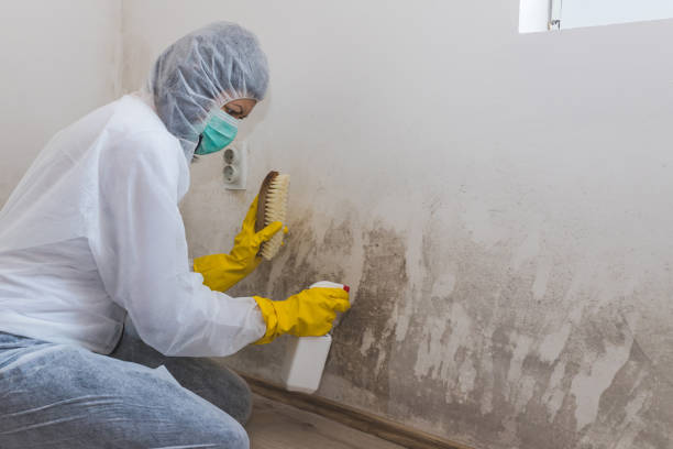 Best Certified Mold Removal  in Morris, AL