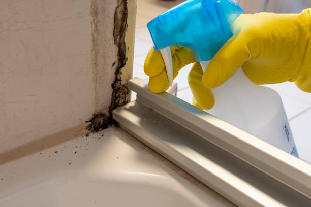 Best Fast Mold Removal  in Morris, AL