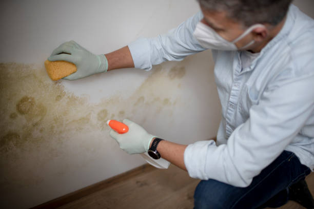 Best Mold Testing  in Morris, AL