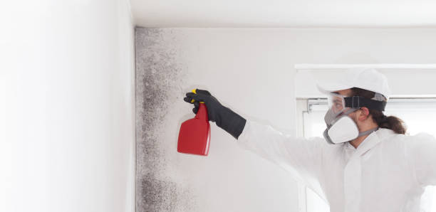 Best Residential Mold Removal  in Morris, AL