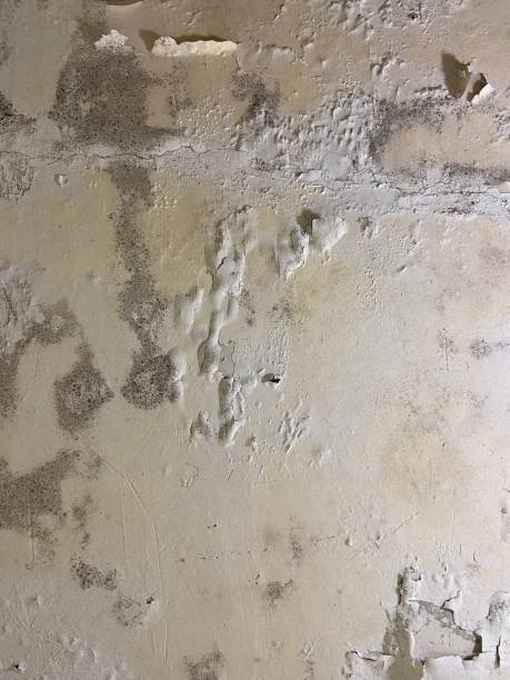 Best Commercial Mold Removal  in Morris, AL