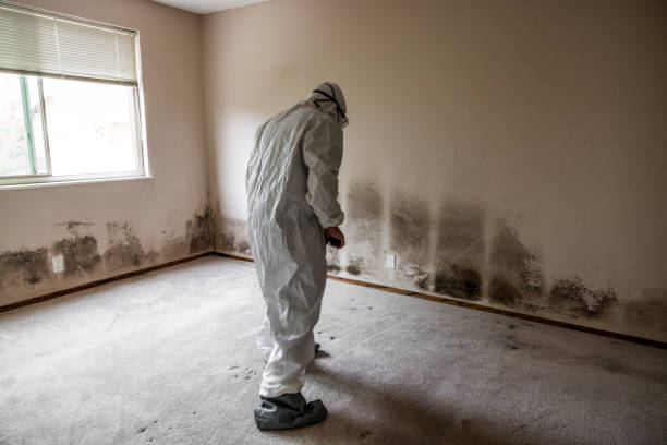 Best Home Mold Removal  in Morris, AL