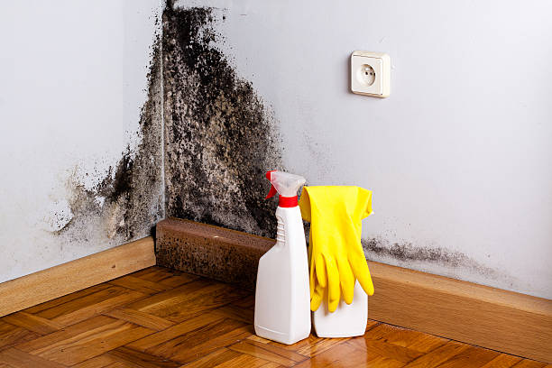 Best Mold Remediation  in Morris, AL