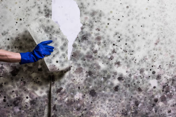 Best Black Mold Removal  in Morris, AL