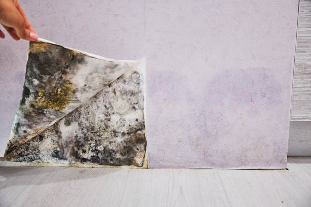 Best Mold Cleaning Services  in Morris, AL